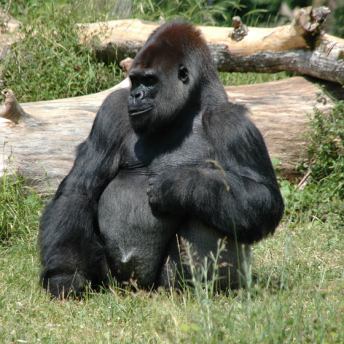 La Vallée des Singes